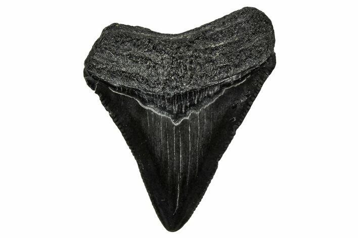 Serrated, Juvenile Megalodon Tooth - South Carolina #340735